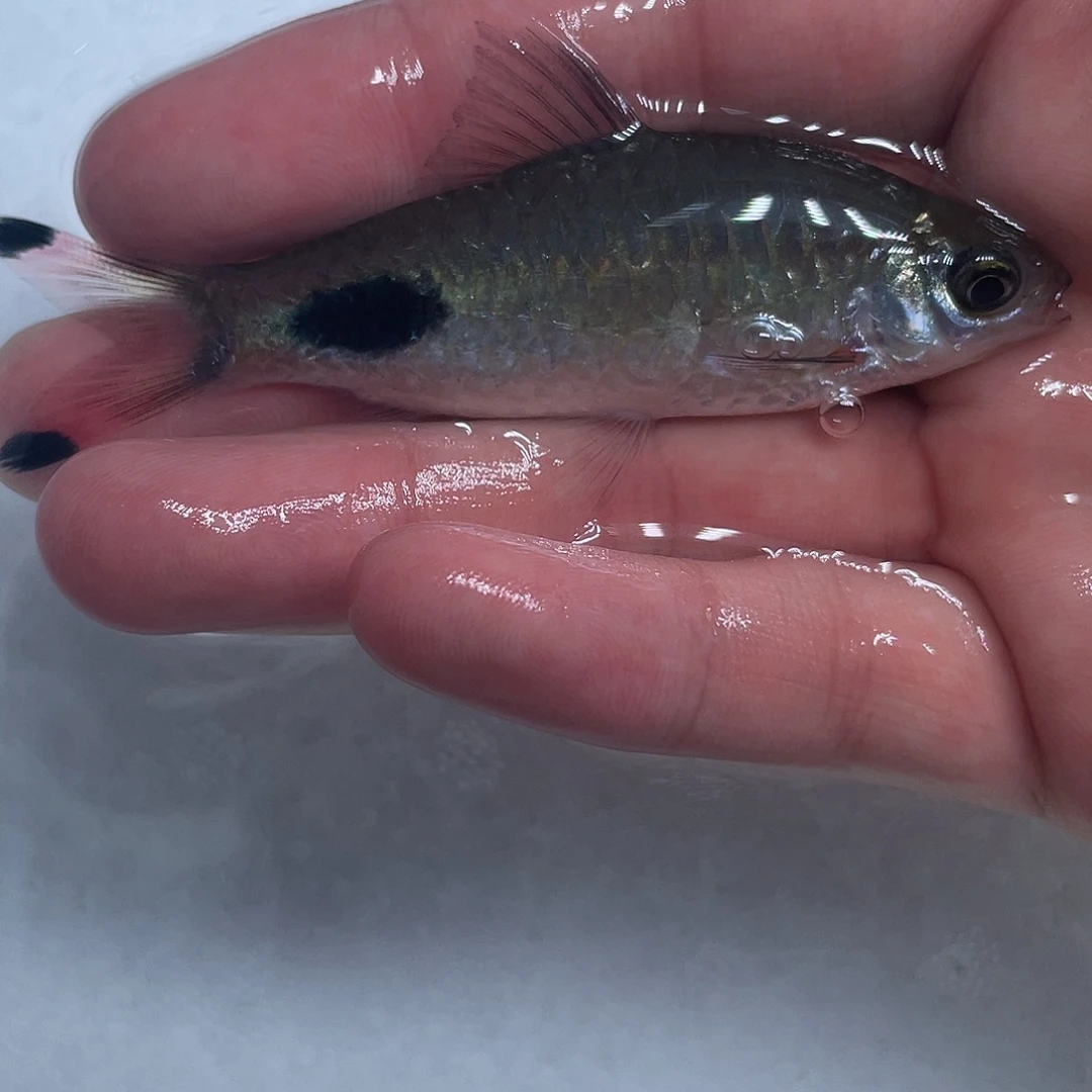 海水鱼紫红两点鲫7-8cm公