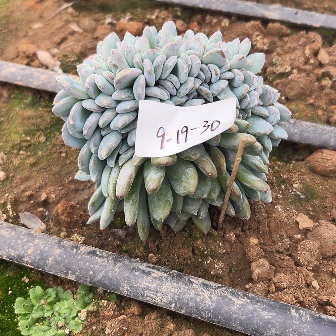 9-19-30星影缀多肉植物