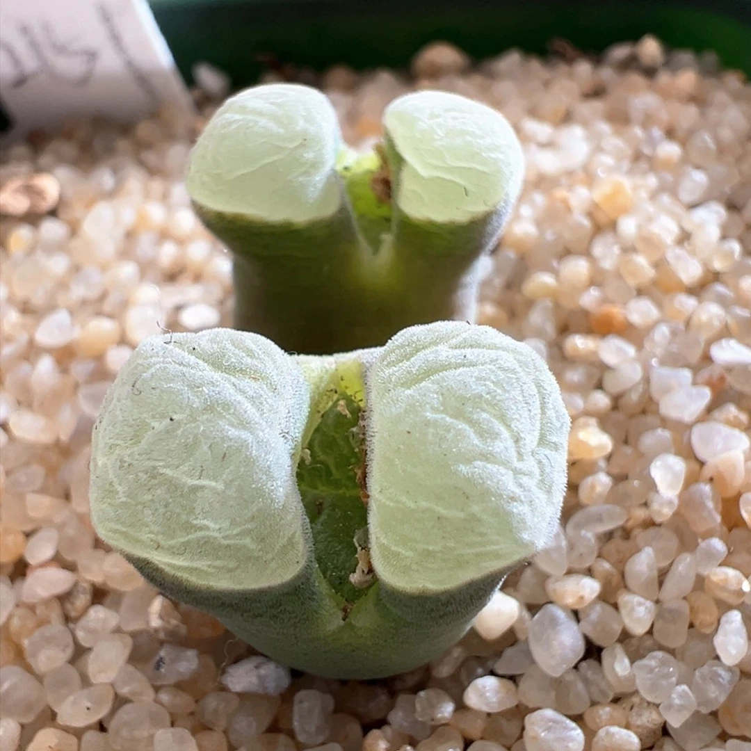 217青蛙优选2151双头母本