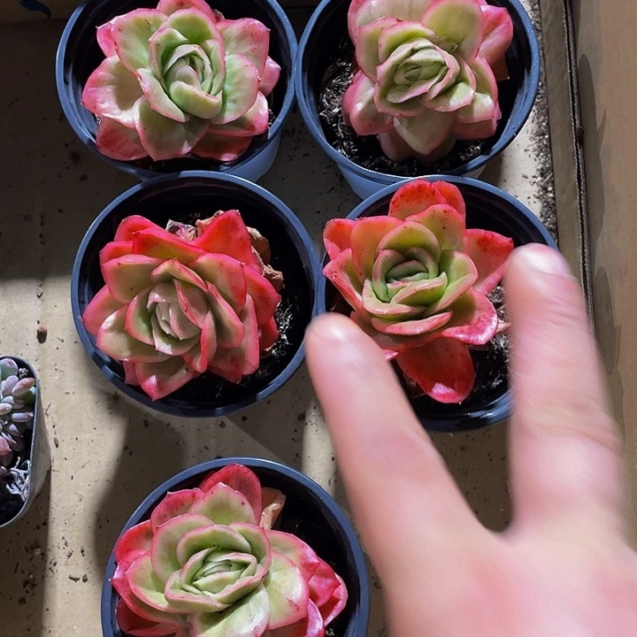 冰玫瑰锦带盆土发