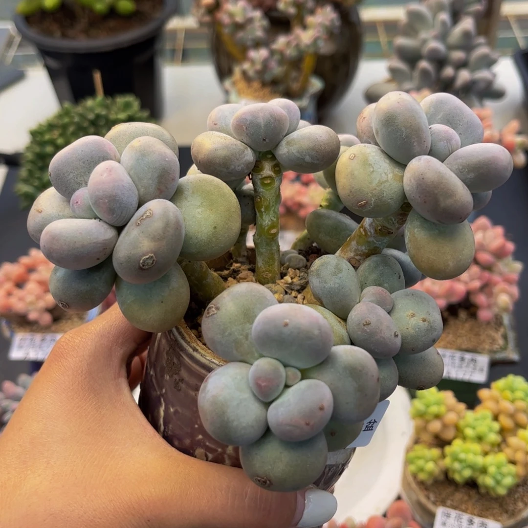 248-芭比奶多肉10cm多肉