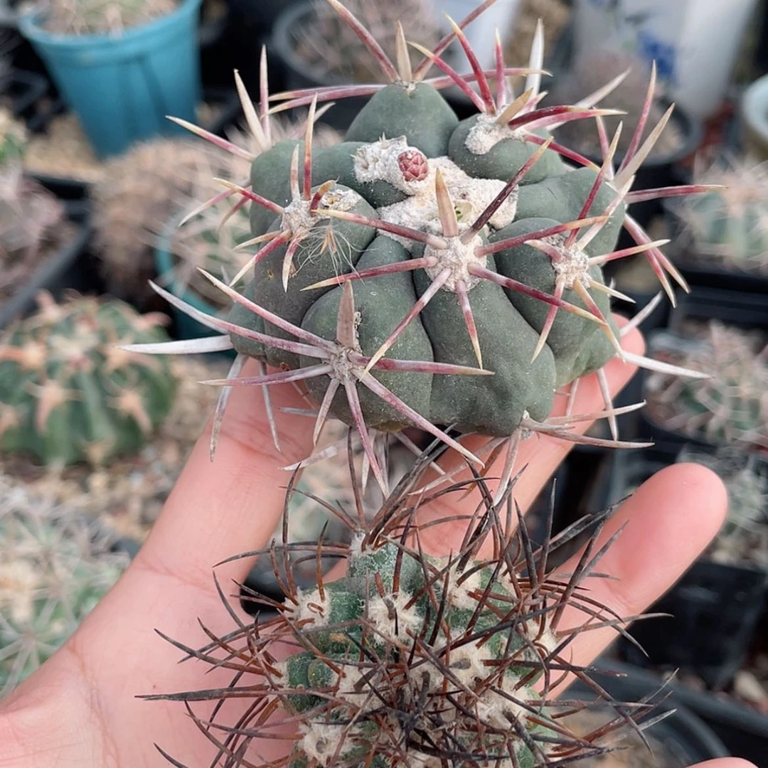 【闪购商品】组合冒根芽6666