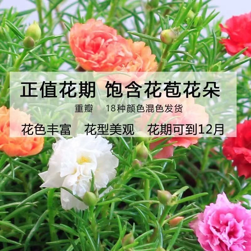 多色重瓣太阳花苗带花苞混色四季开花好养活绿植适合庭院阳台新手