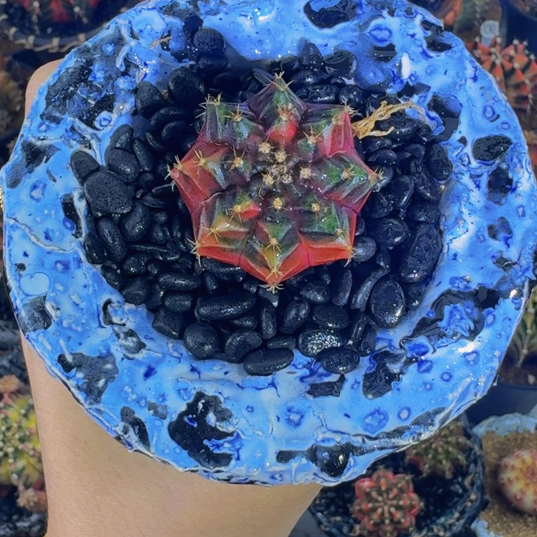 Sos实生00000000002