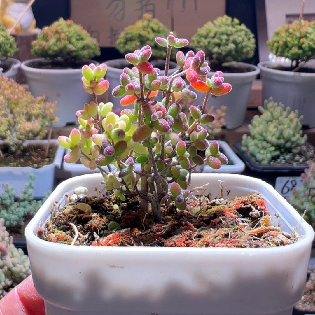 220米粒锦一物一拍包开箱