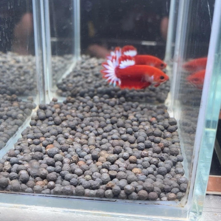 斗鱼泰国斗鱼153号