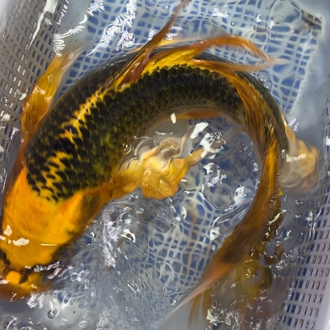 锦鲤冷水锦鲤包邮