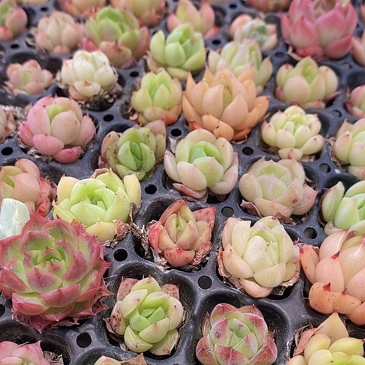 20 多肉植物盆栽花卉植物