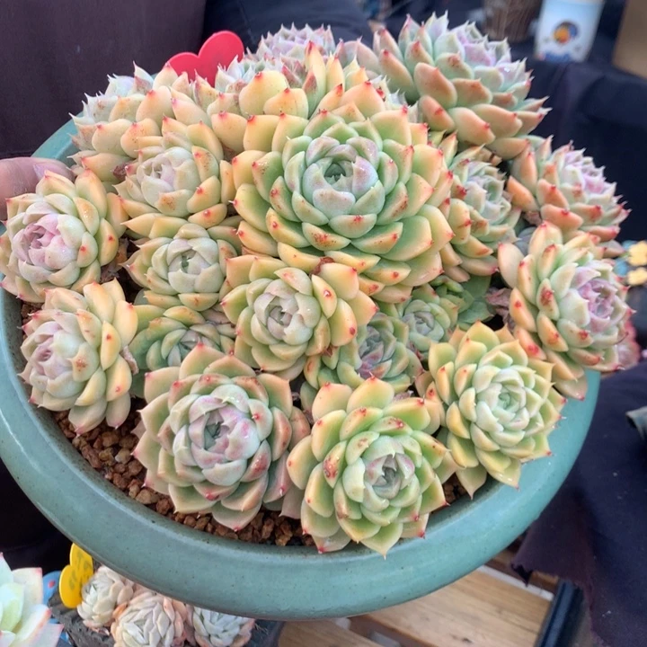 水晶个体颜色偏粉
