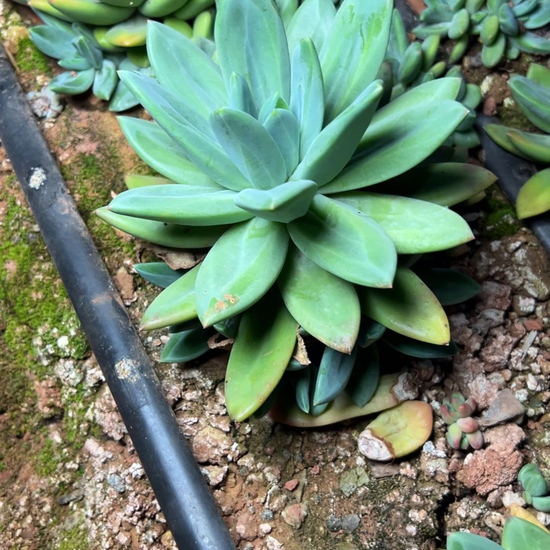 海洋之歌多肉植物19.8