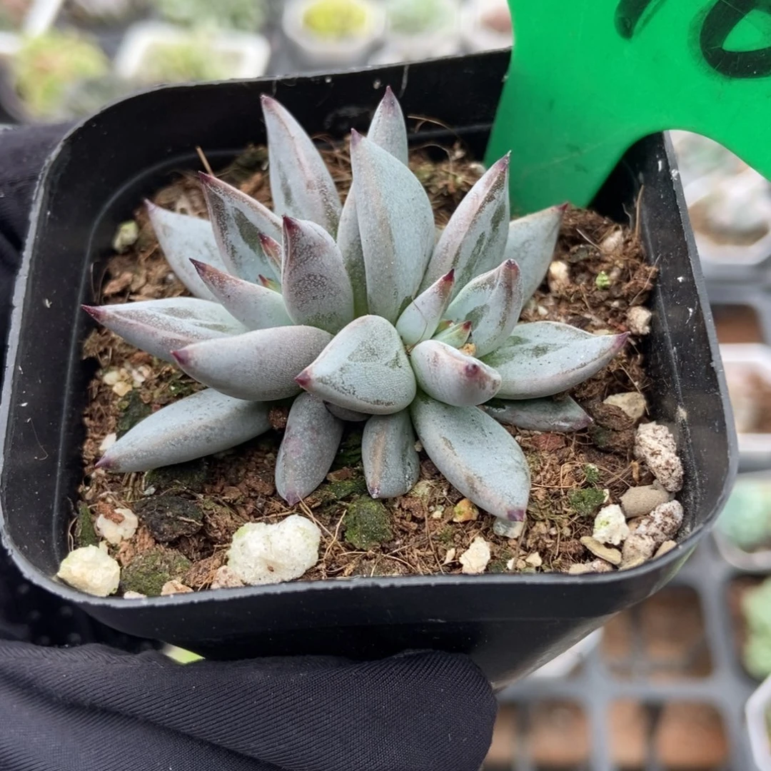 876魔爪多肉植物多肉