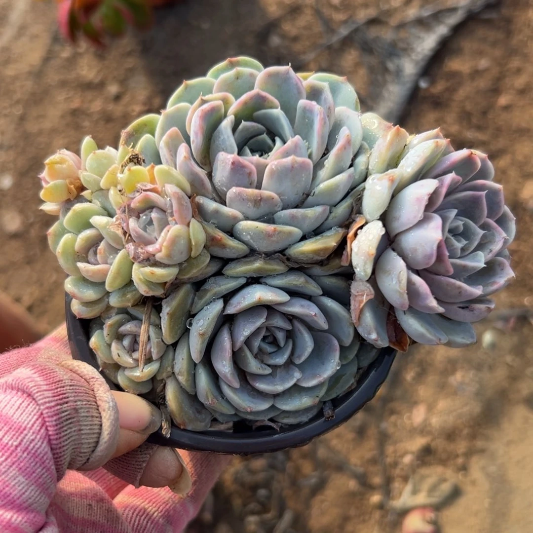 父母在哟多植物植物都