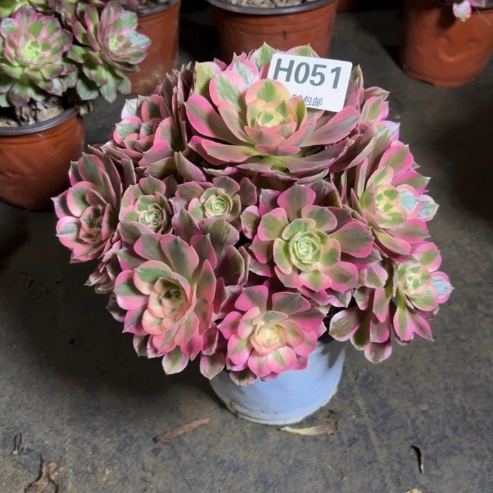 瑞妈，，，。。。051女巫，