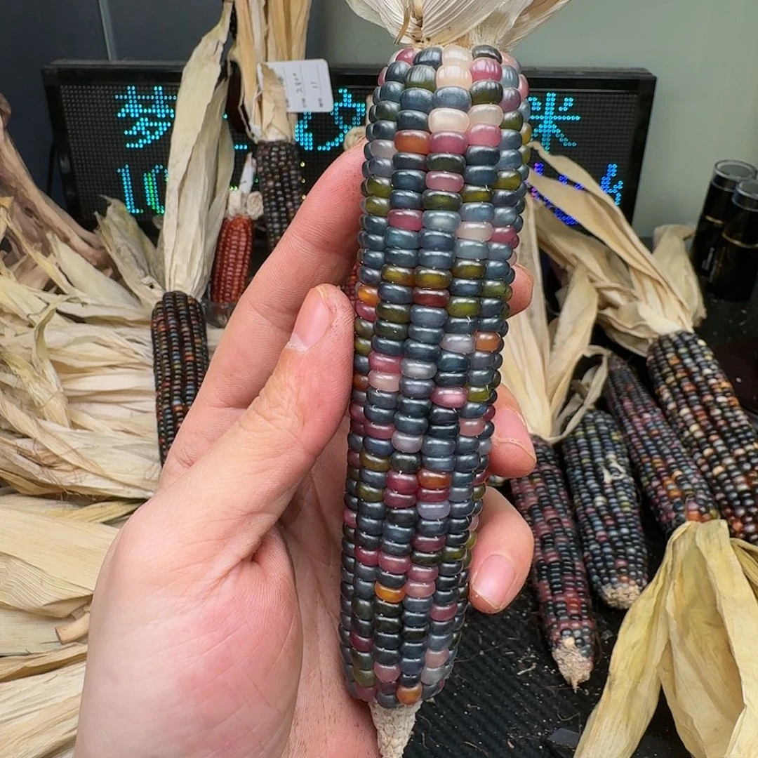 柏香籽/百香籽吊坠蕃****串