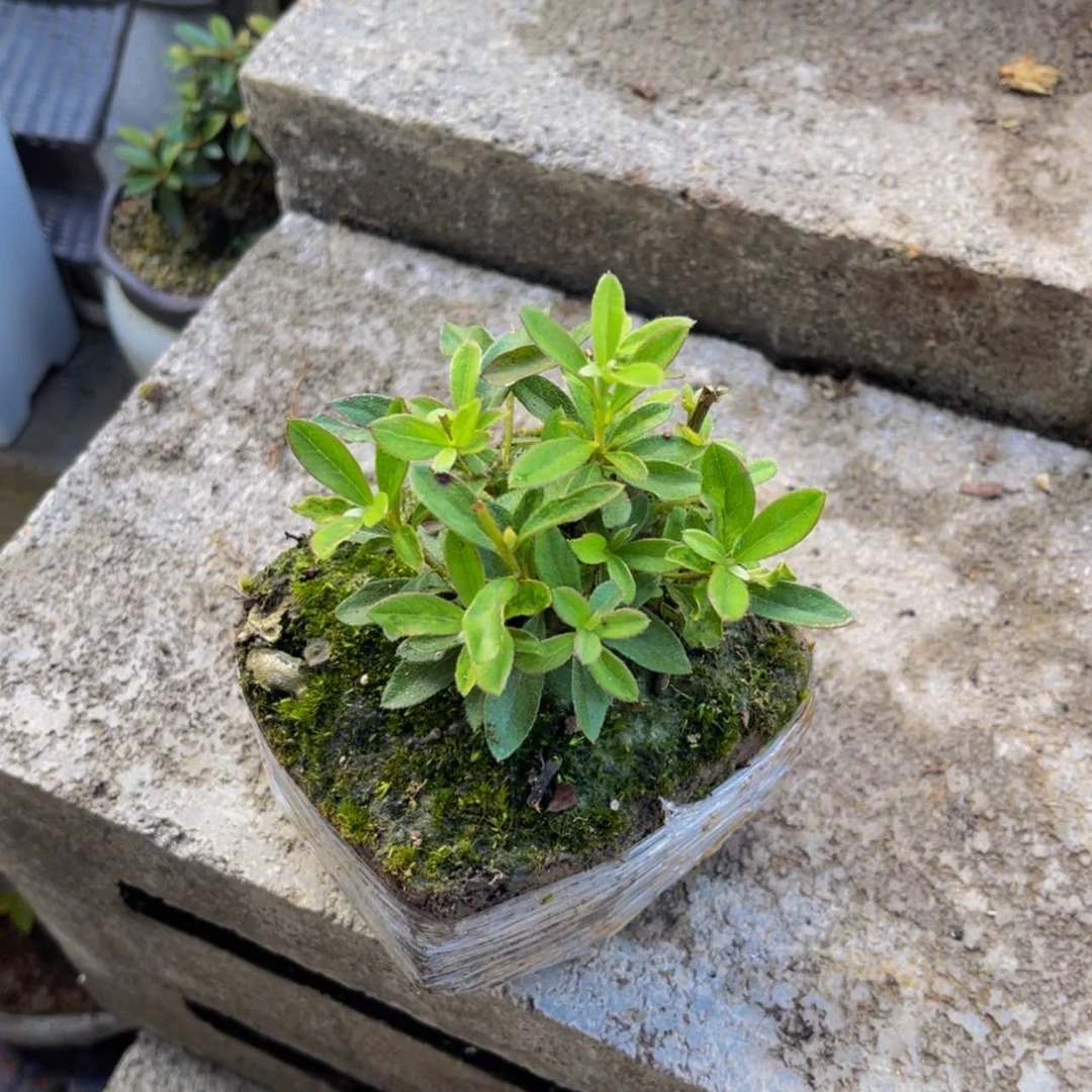 【闪购商品】无花朵娃*