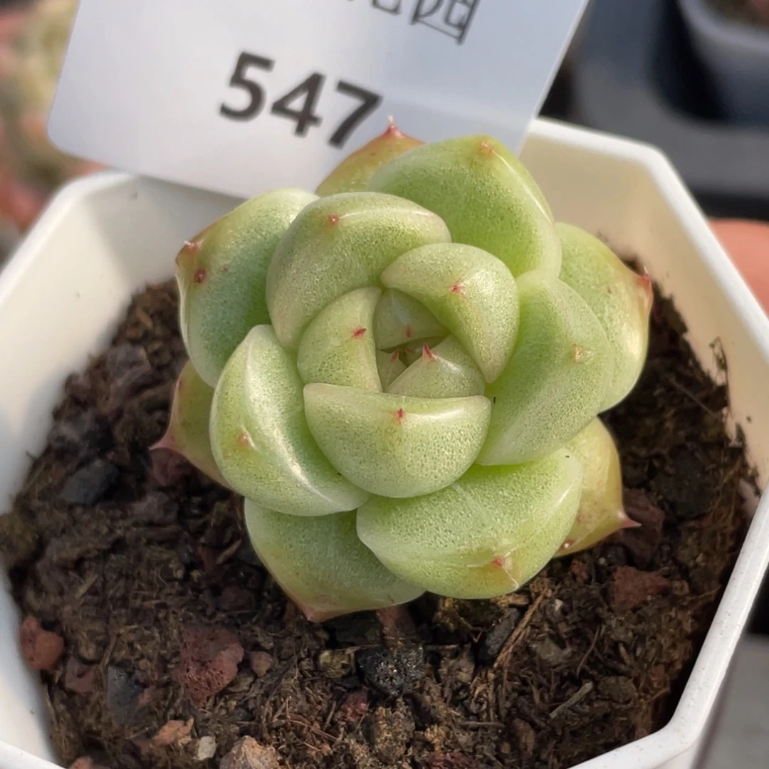 547号糖心冰心珍妮 灵舞珍妮