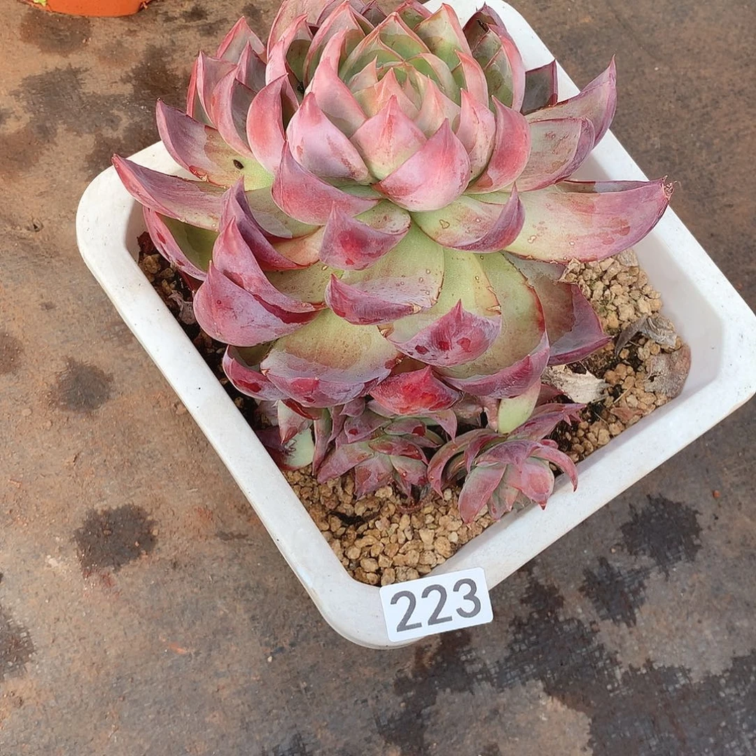 223惊鸿 一物一拍多肉