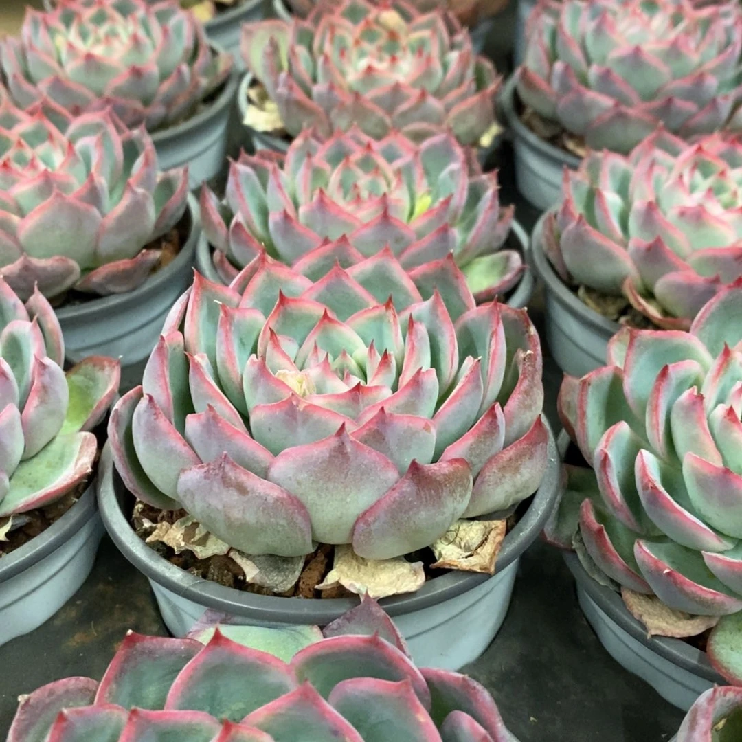 19。法兰西玫瑰。单头。