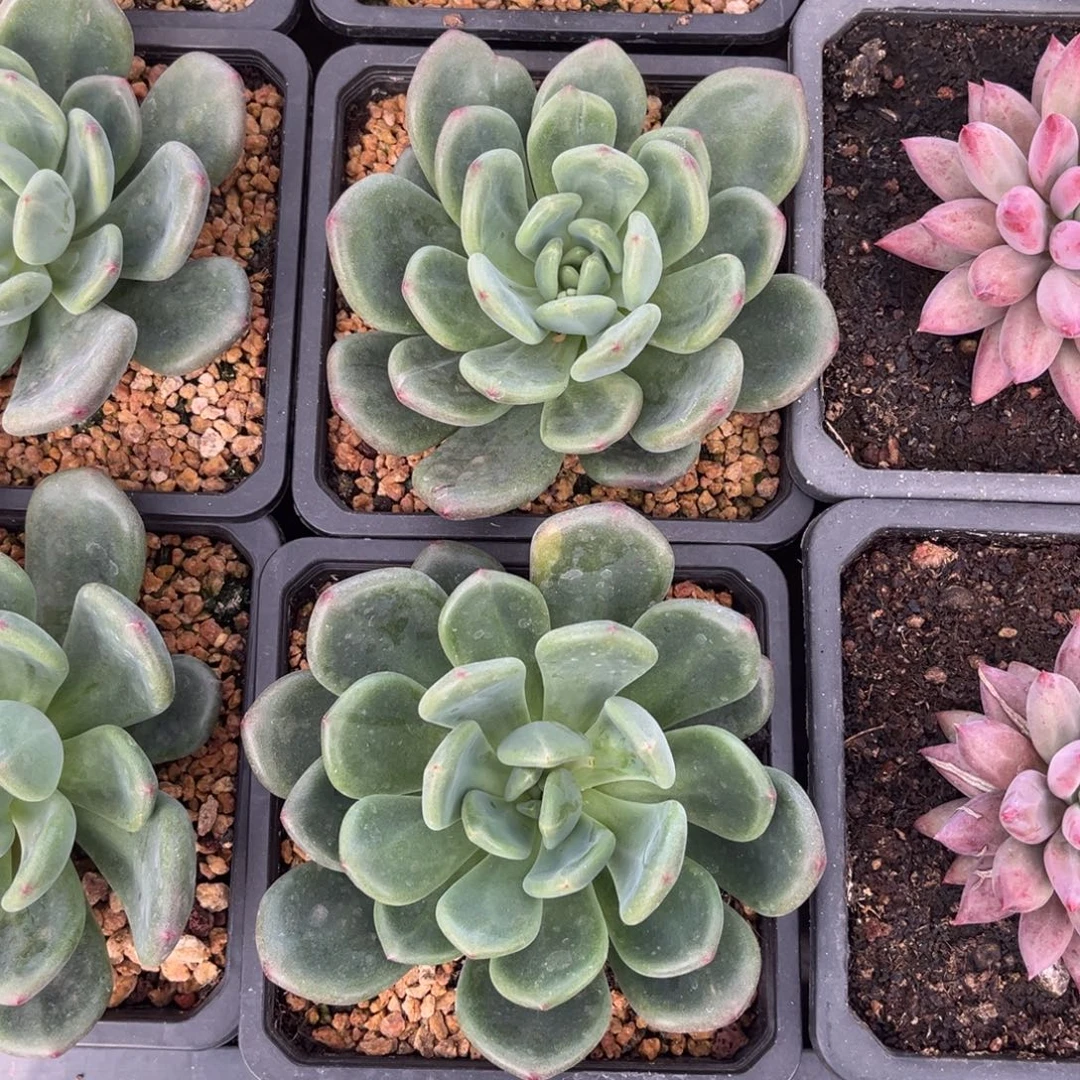 ****肉多肉植物多肉植物