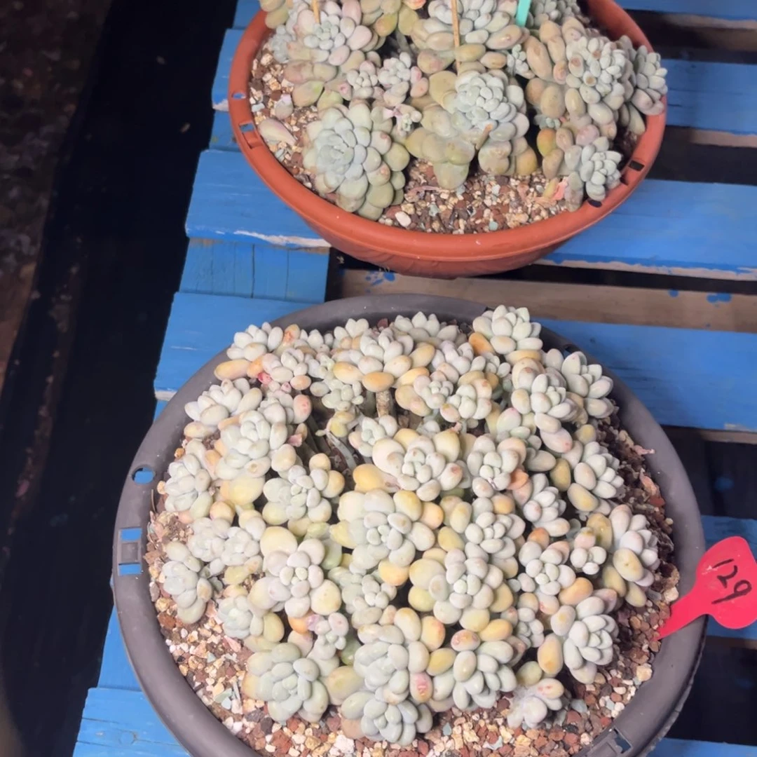 小雨多肉群生鱼子酱