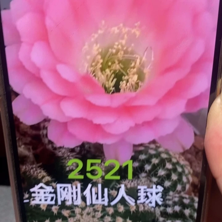 香香金刚2521侧芽3公分左右