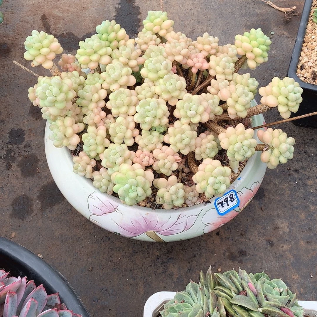 798鱼子酱一物一拍多肉