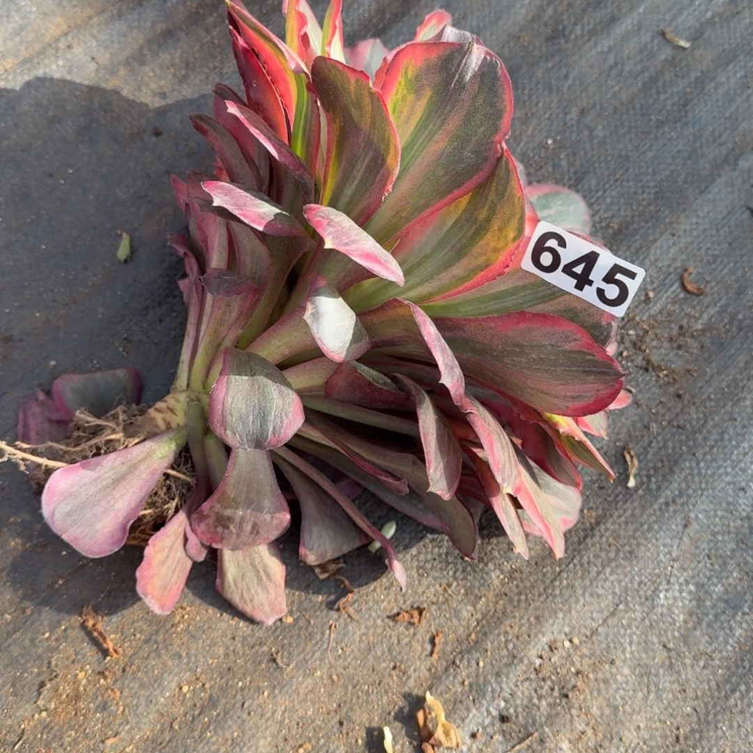 y***t645多肉植物魅金玫瑰头歪