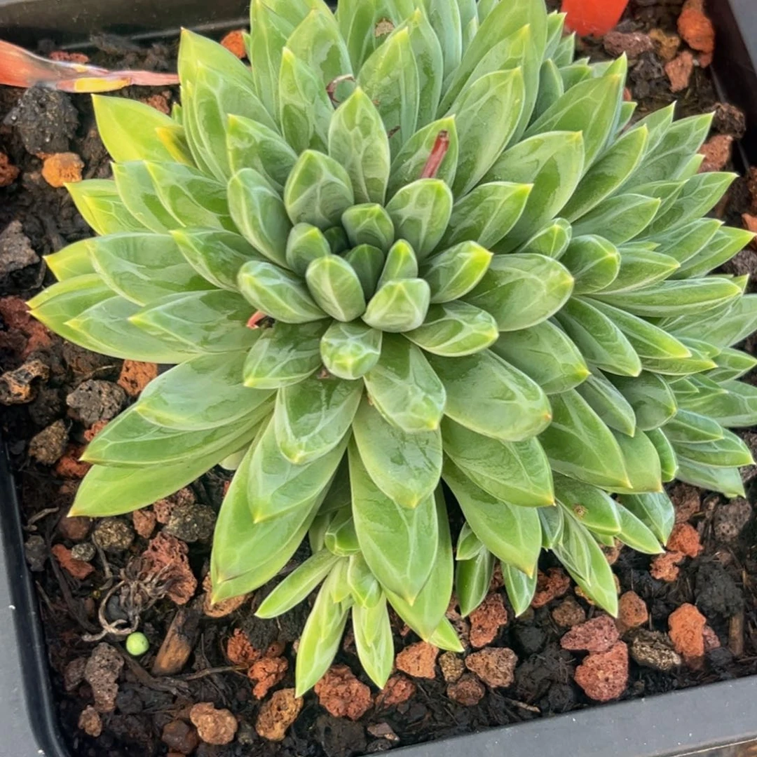 2653下午多肉植物群生
