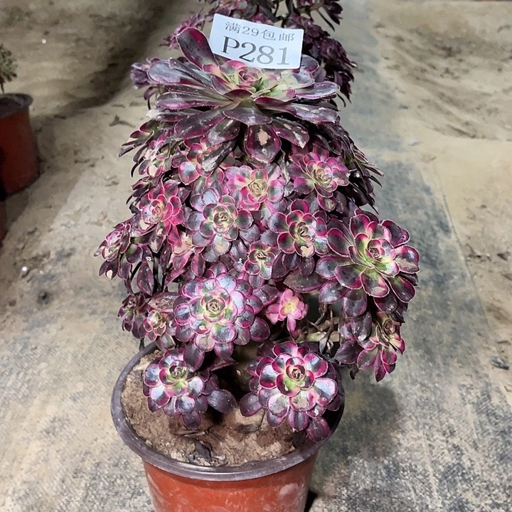 郭****281丽娜多肉植物