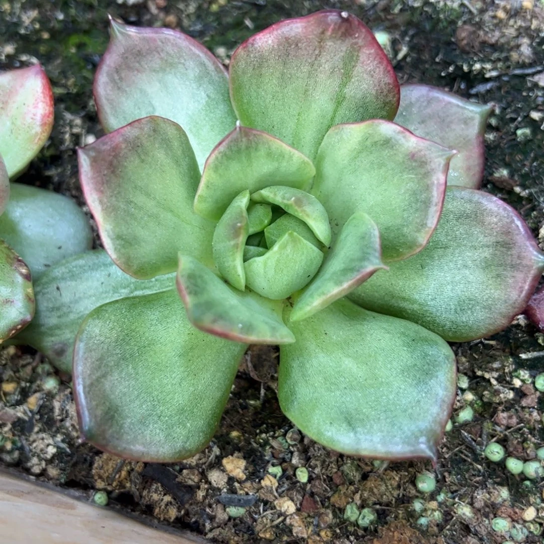包子心绿锦，多肉植物组合