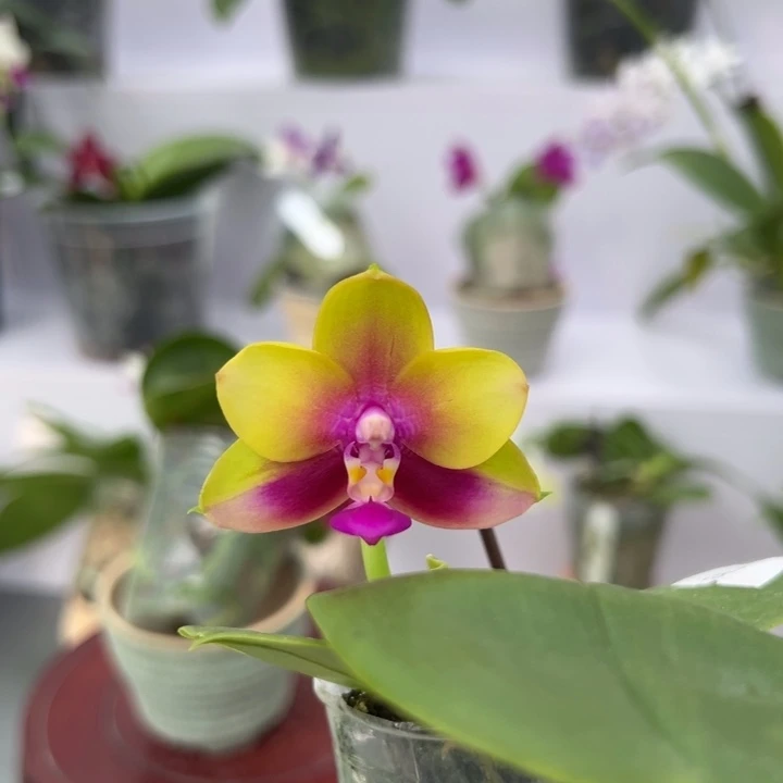 大部分开放少量花苞2.5寸杯BKH2250