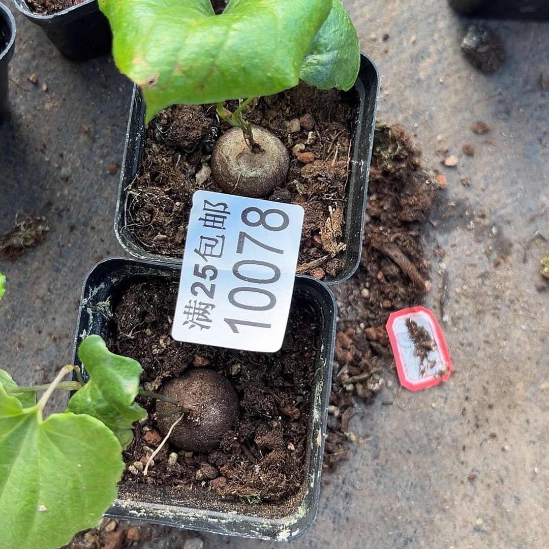 南非龟，078，一物一拍带盆