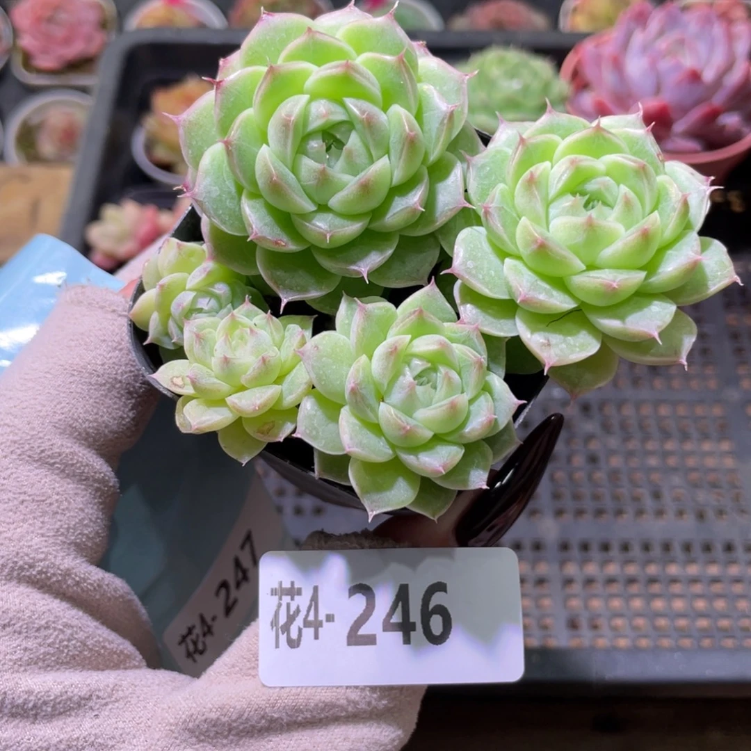 花利美4-246麦秆群