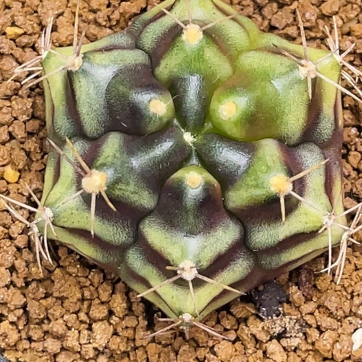 六棱刺花 一物一拍