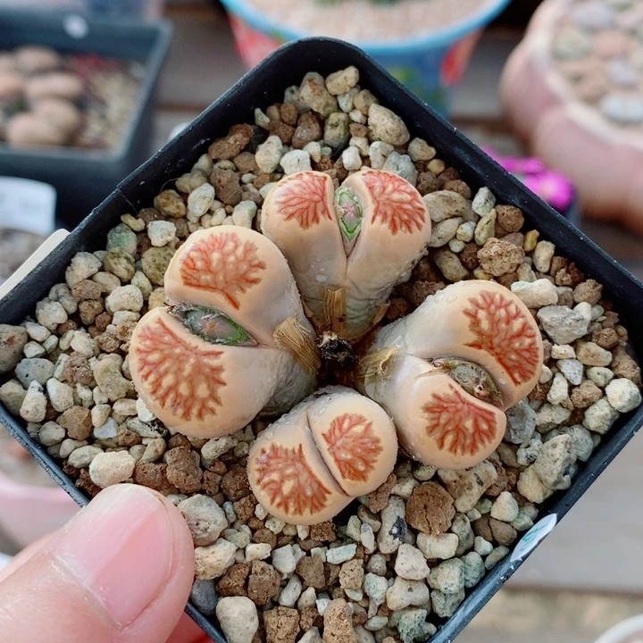 生石花花花花花655