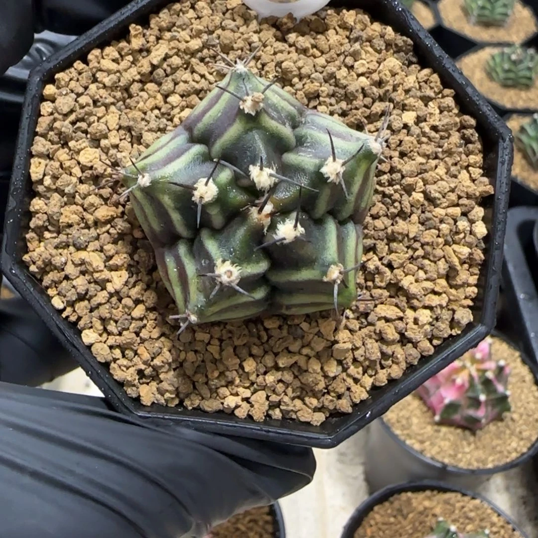 48号泰系实生米哈五棱