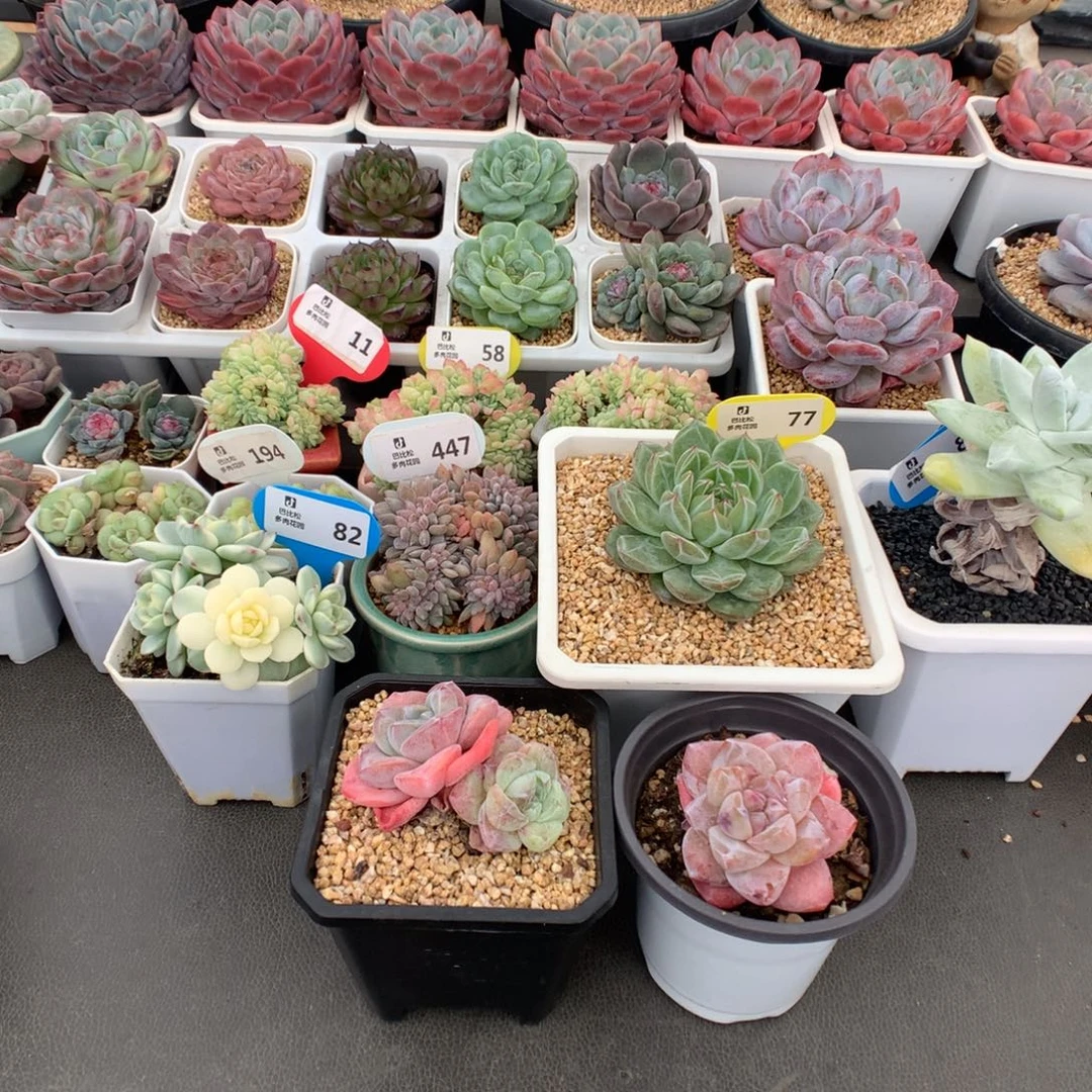 树***树91 一组美肉多肉多肉