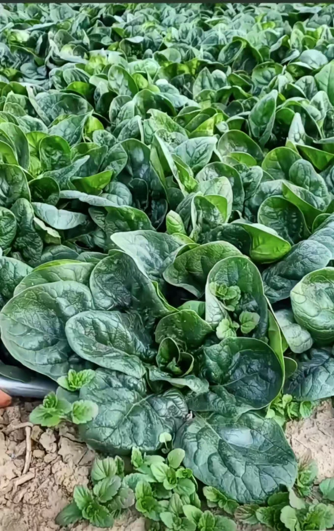 新鲜趴地菠菜露天种植霜打霜冻菠菜火锅菜当季农家菜现挖现发