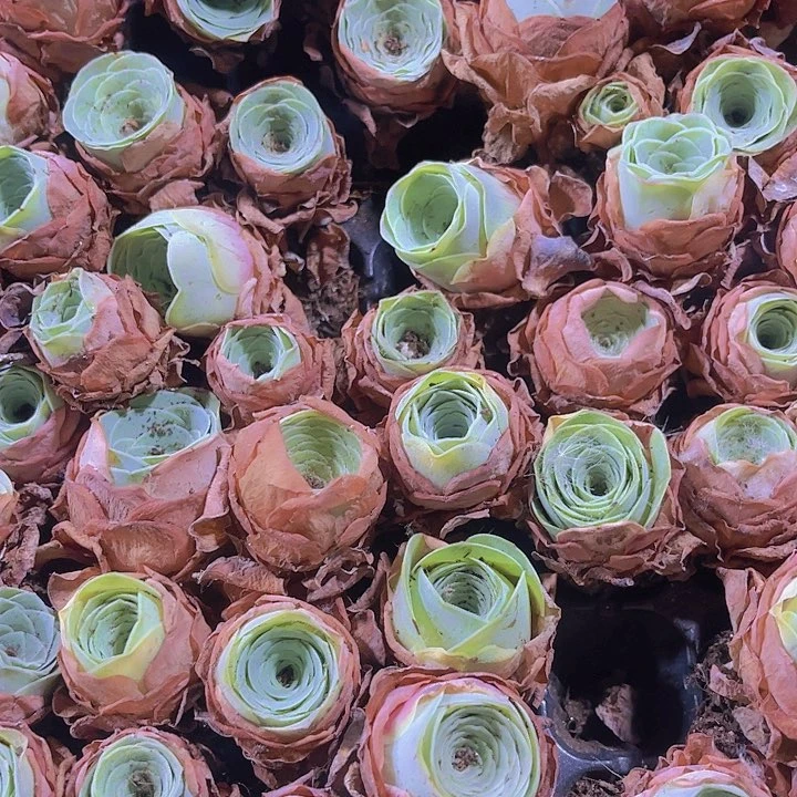 精品酒杯玫瑰多肉植物