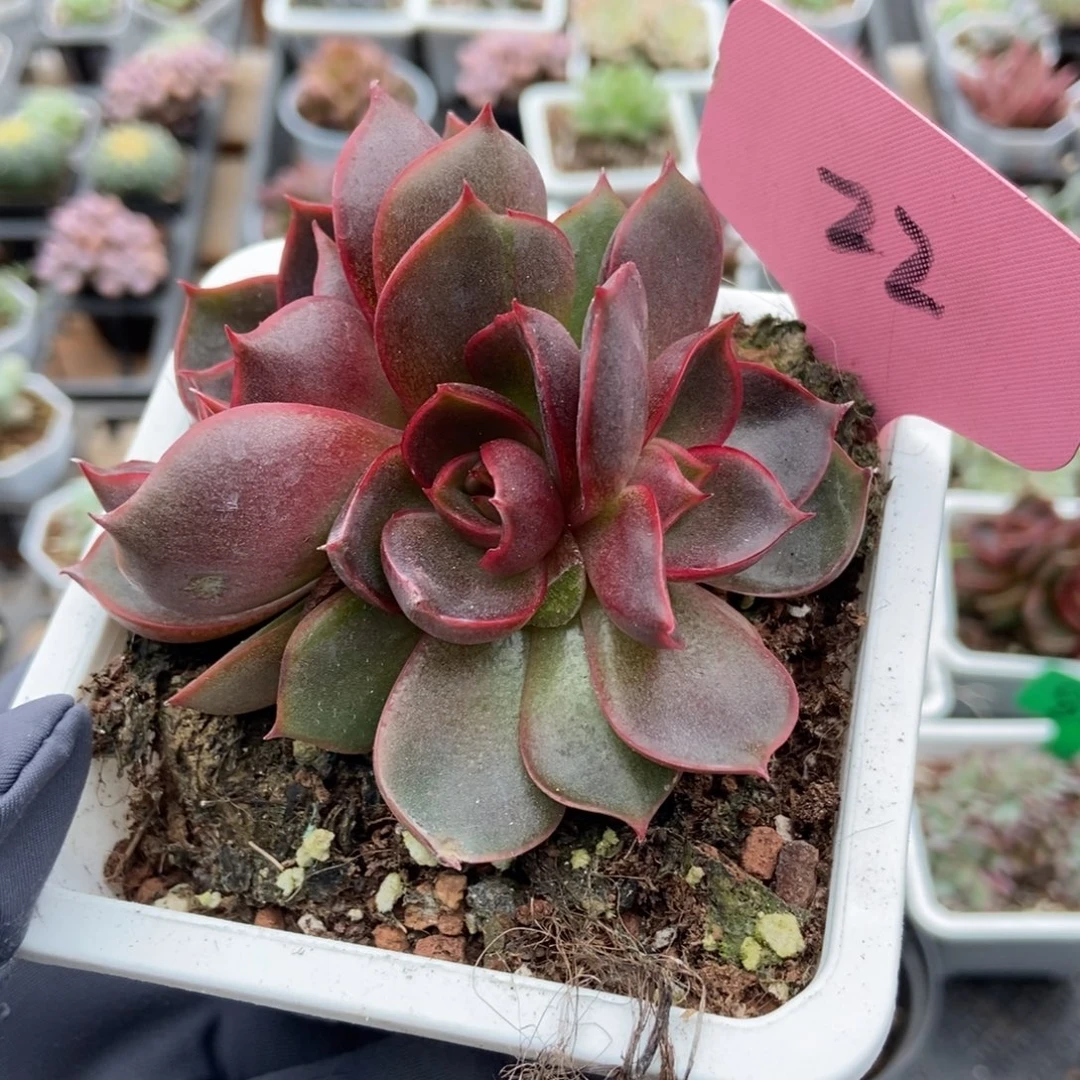 22红灯多肉植物多肉