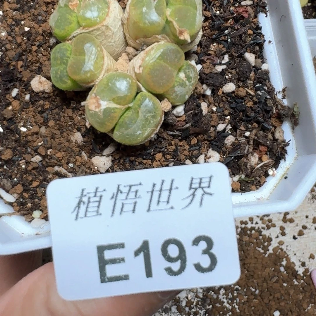 193号多肉植物哇c f