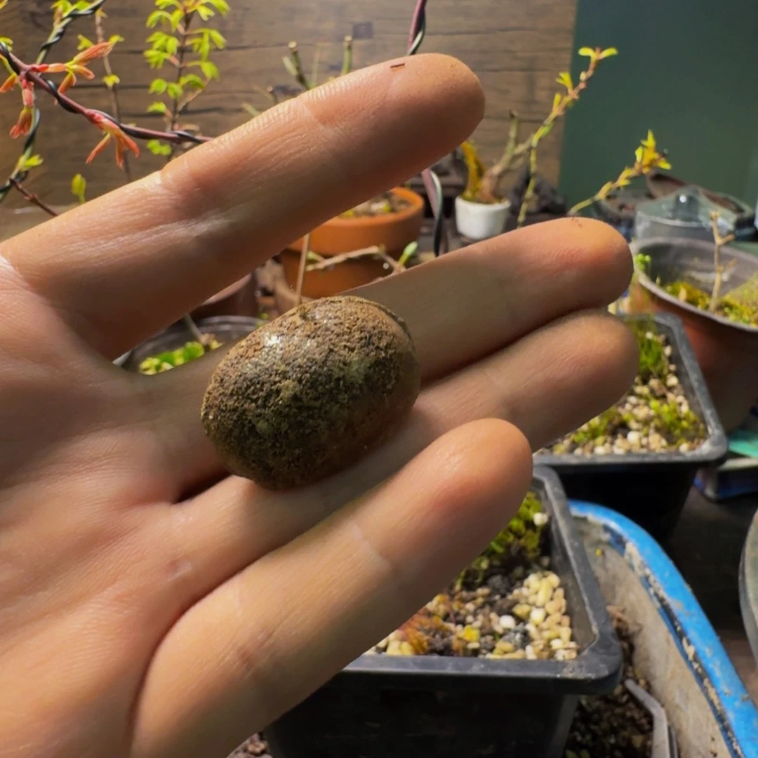 日本ib4号长效缓释