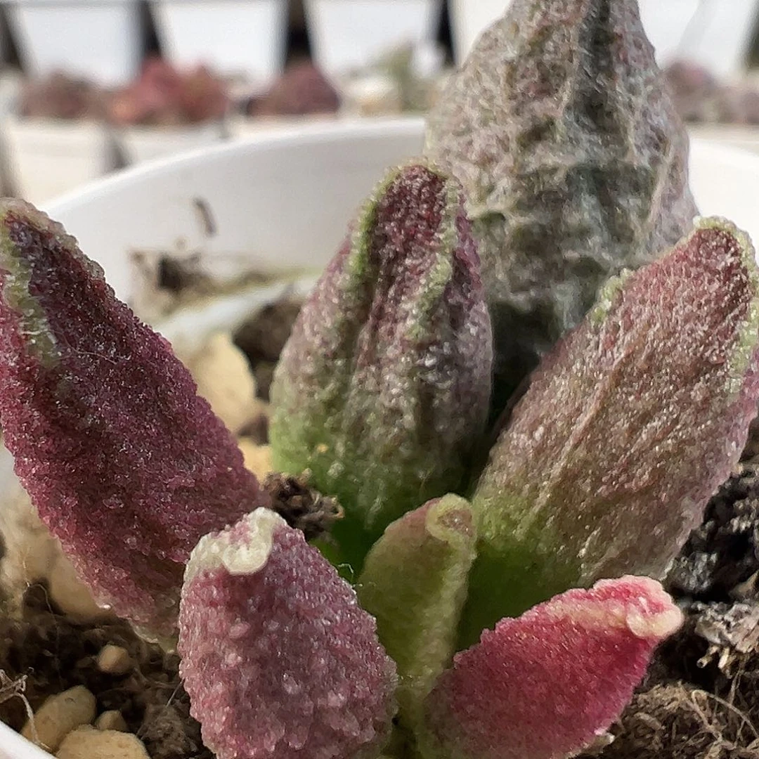 实生新品多肉水泡植物