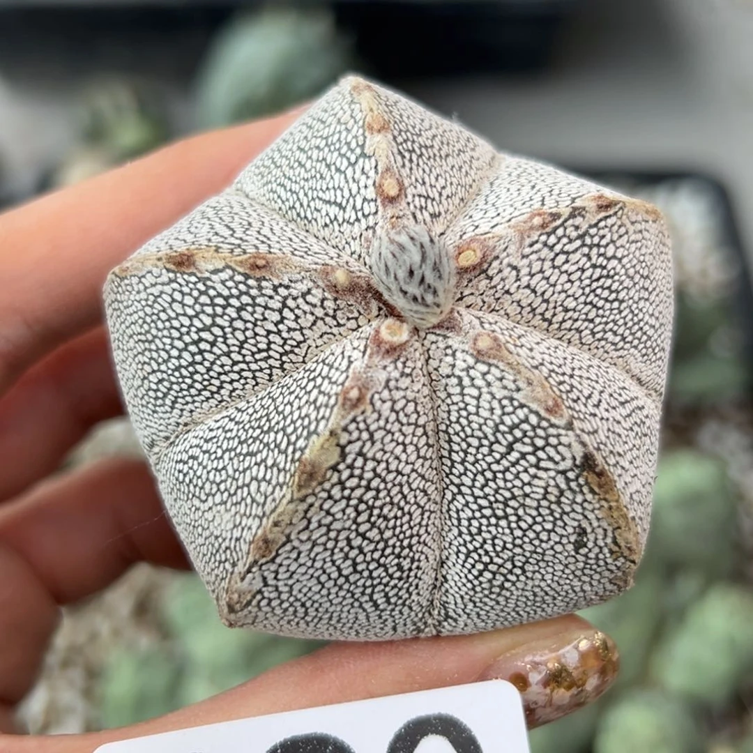 390 苗接落地 无根 仙人球