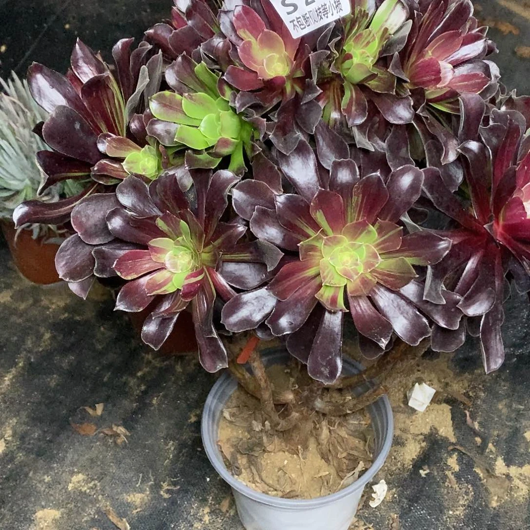 201欧若拉多肉法师多肉