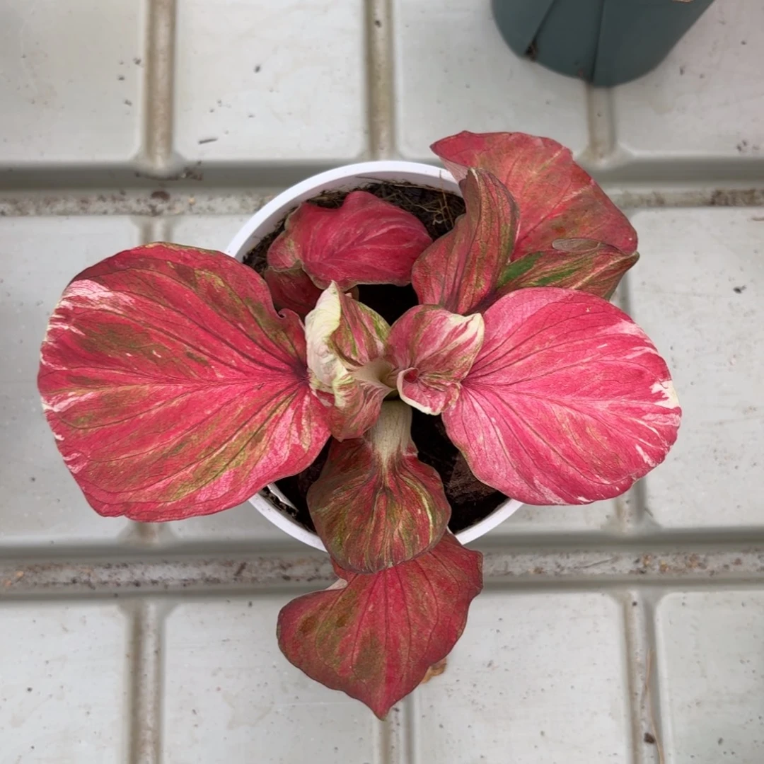 泰国彩叶芋13-1223