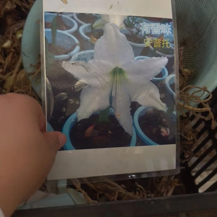 当前无花栽培后可以开花安普托6厘米