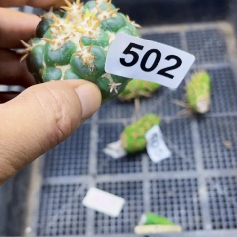 502短豪刺一物一图如图无根