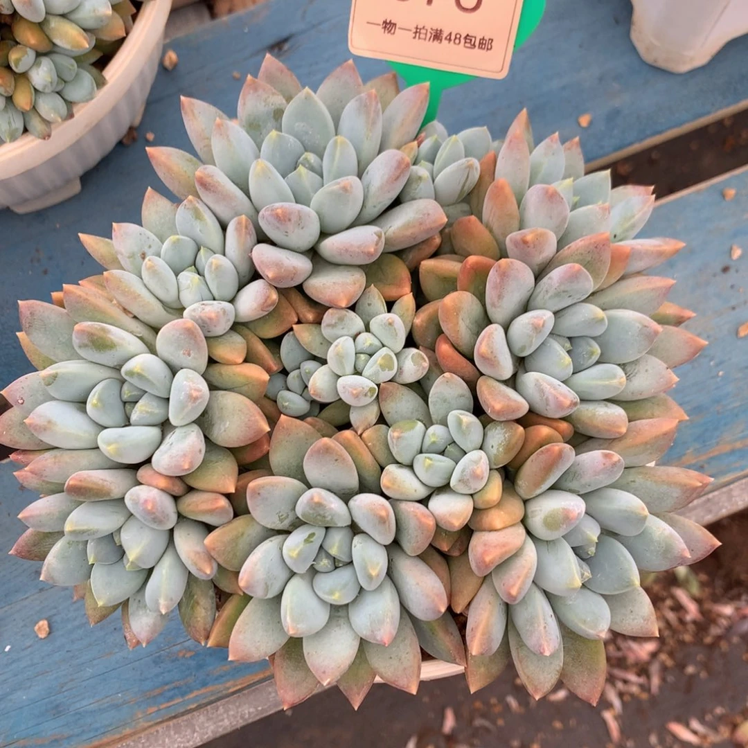 宽叶奶糖开播福利