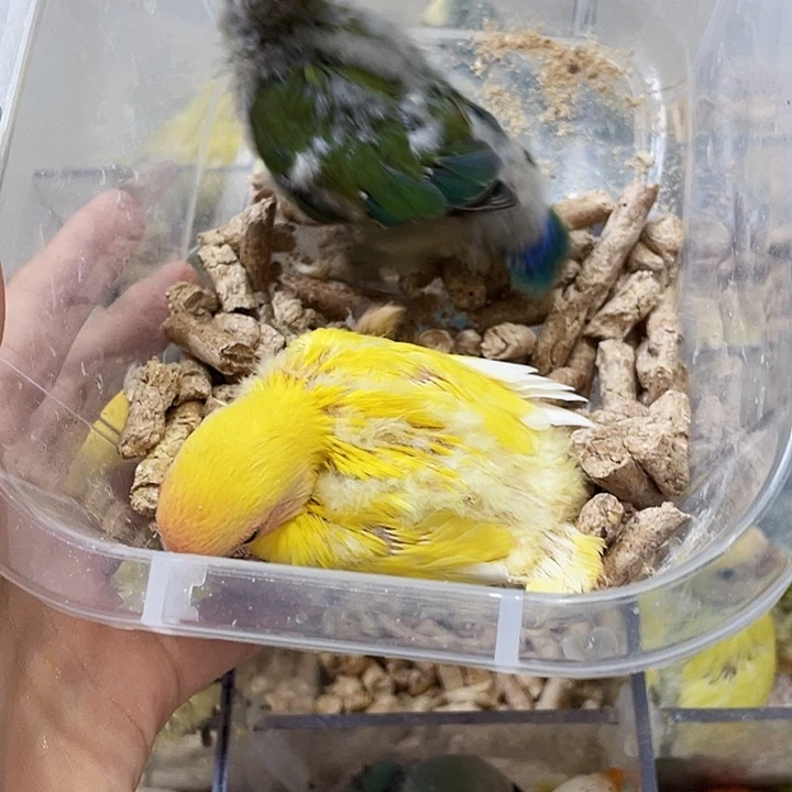 百****）牡丹半毛一对